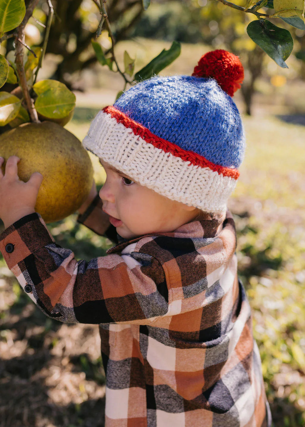 ACORN TEDDY BEANIE BLUE & RED